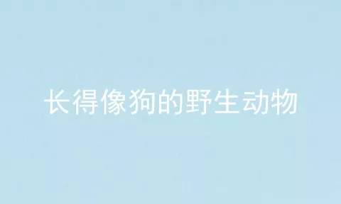 长得像狗的野生动物