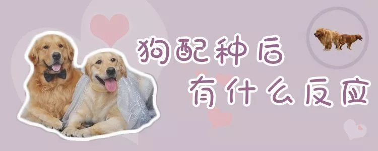 狗配种后有什么反应