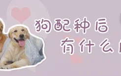 狗配种后有什么反应