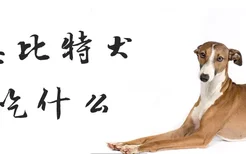 惠比特犬吃什么