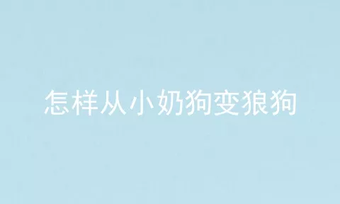 怎样从小奶狗变狼狗