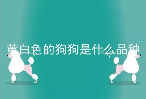 黄白色的狗狗是什么品种