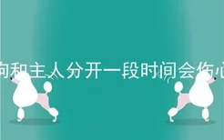 狗狗和主人分开一段时间会伤心吗