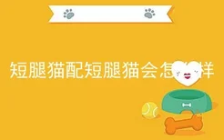 短腿猫配短腿猫会怎么样