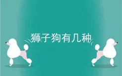 狮子狗有几种