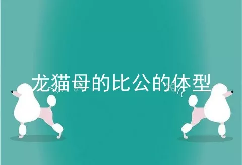 龙猫母的比公的体型