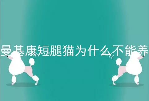 曼基康短腿猫为什么不能养