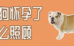 狗狗怀孕了怎么照顾