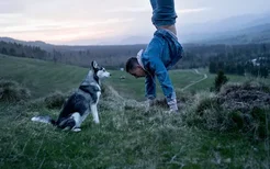 阿拉斯加总是有很多眼屎 警惕黄绿色眼屎或是犬瘟！