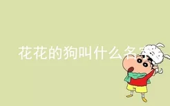 花花的狗叫什么名字