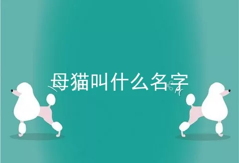 母猫叫什么名字