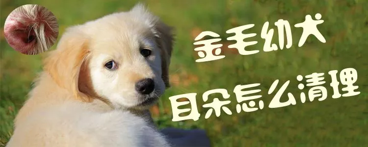 金毛幼犬耳朵怎么清理1