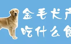 金毛犬产后吃什么食物