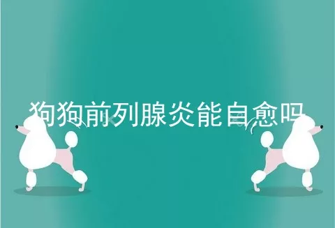 狗狗前列腺炎能自愈吗