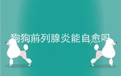 狗狗前列腺炎能自愈吗