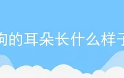 狗的耳朵长什么样子