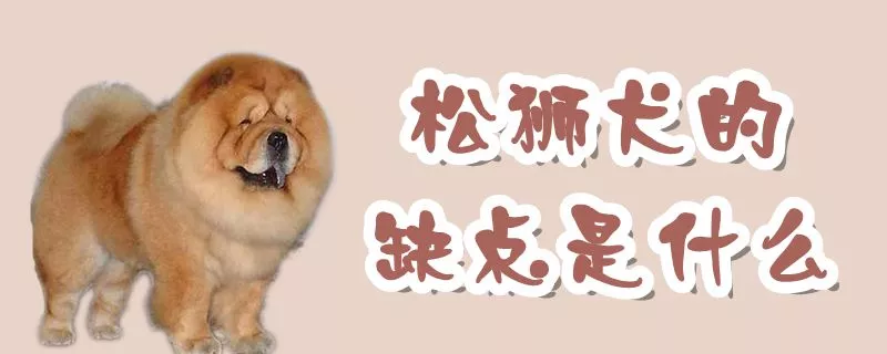 松狮犬的缺点是什么