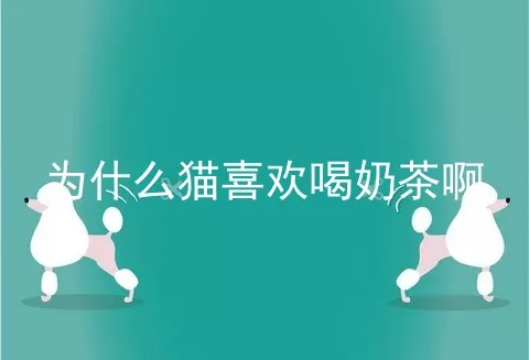 为什么猫喜欢喝奶茶啊