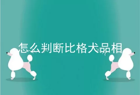 怎么判断比格犬品相