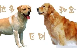 拉布拉多犬和金毛的区别