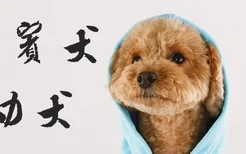 贵宾犬幼犬怎么喂