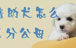 比熊幼犬怎么区分公母