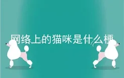 网络上的猫咪是什么梗