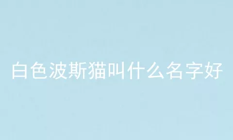 白色波斯猫叫什么名字好