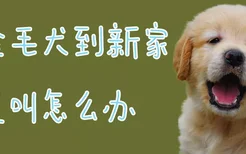 小金毛犬到新家一直叫怎么办