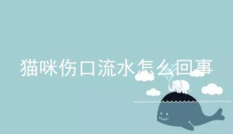 猫咪伤口流水怎么回事