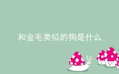 和金毛类似的狗是什么