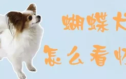 蝴蝶犬怎么看怀孕