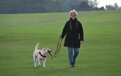 怎么教狗狗打滚 打滚装死伸爪你家狗狗都会吗