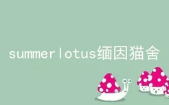 summerlotus缅因猫舍