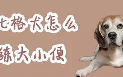 比格犬怎么训练大小便