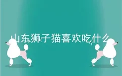 山东狮子猫喜欢吃什么