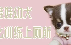 吉娃娃幼犬怎么训练上厕所