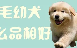 金毛幼犬什么品相好