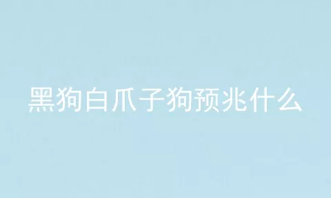 黑狗白爪子狗预兆什么