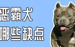 养恶霸犬有哪些缺点