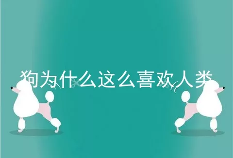 狗为什么这么喜欢人类