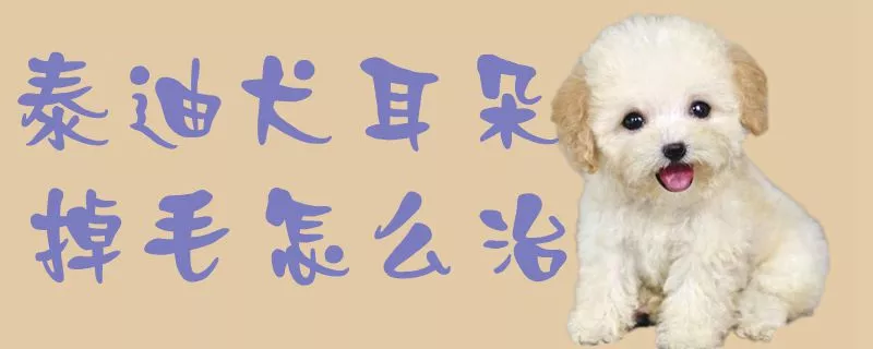 泰迪犬耳朵掉毛怎么治1