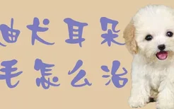 泰迪犬耳朵掉毛怎么治