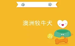 澳洲牧牛犬