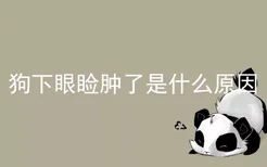 狗下眼睑肿了是什么原因