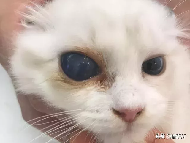 猫咪白内障初期照片(猫咪白内障图片)