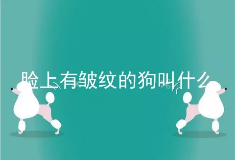 脸上有皱纹的狗叫什么