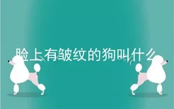 脸上有皱纹的狗叫什么