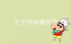 三个月幼猫怀孕