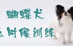 蝴蝶犬什么时候训练